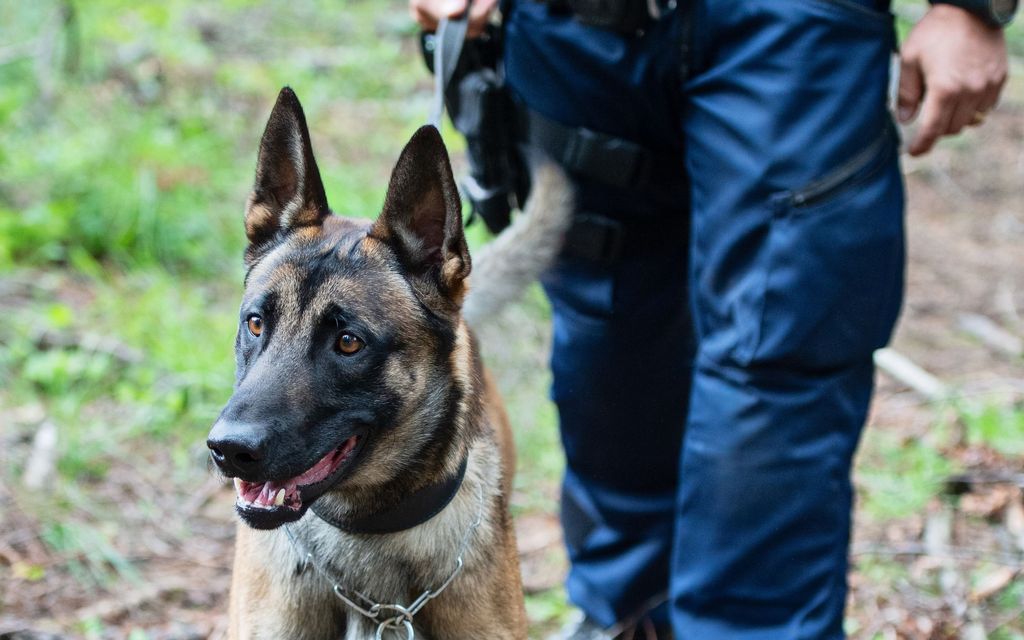 Rikostutkinta poliisi­pomoista: Uutta koiraa ei annettu, 52-vuotias koirapoliisi ”liian vanha”