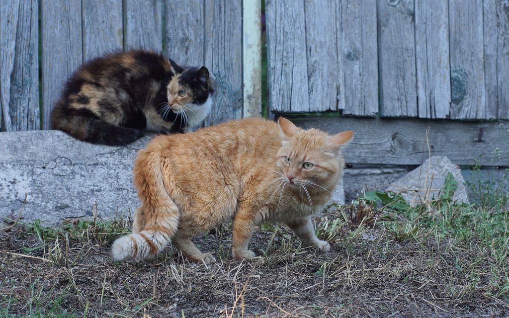 Savolaisnaisen kotoa löytyi järjetön kissa­populaatio