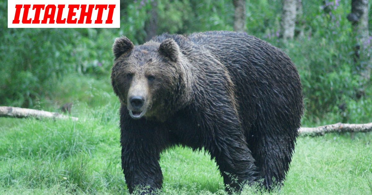 www.iltalehti.fi