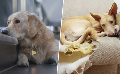 Yksin jääminen on monen koiran ongelma – asiantuntija varoittaa: tämä on pahin virhe