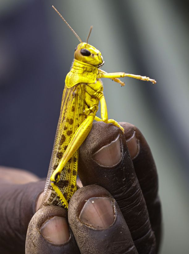 Miljardit heinäsirkat pimentävät taivaan Itä-Afrikassa, tuho on  raamatullinen