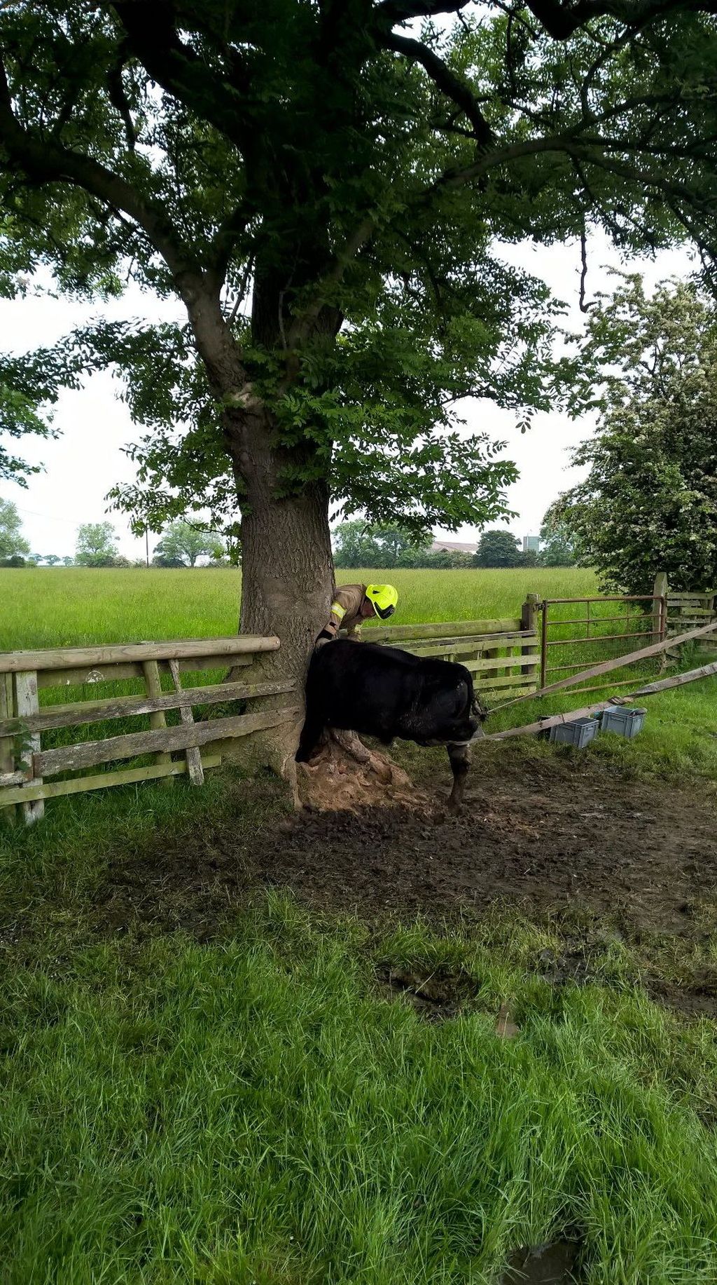 Lehmä jäi päästään kiinni puuhun Oxfordissa – uteliaisuus kostautui
