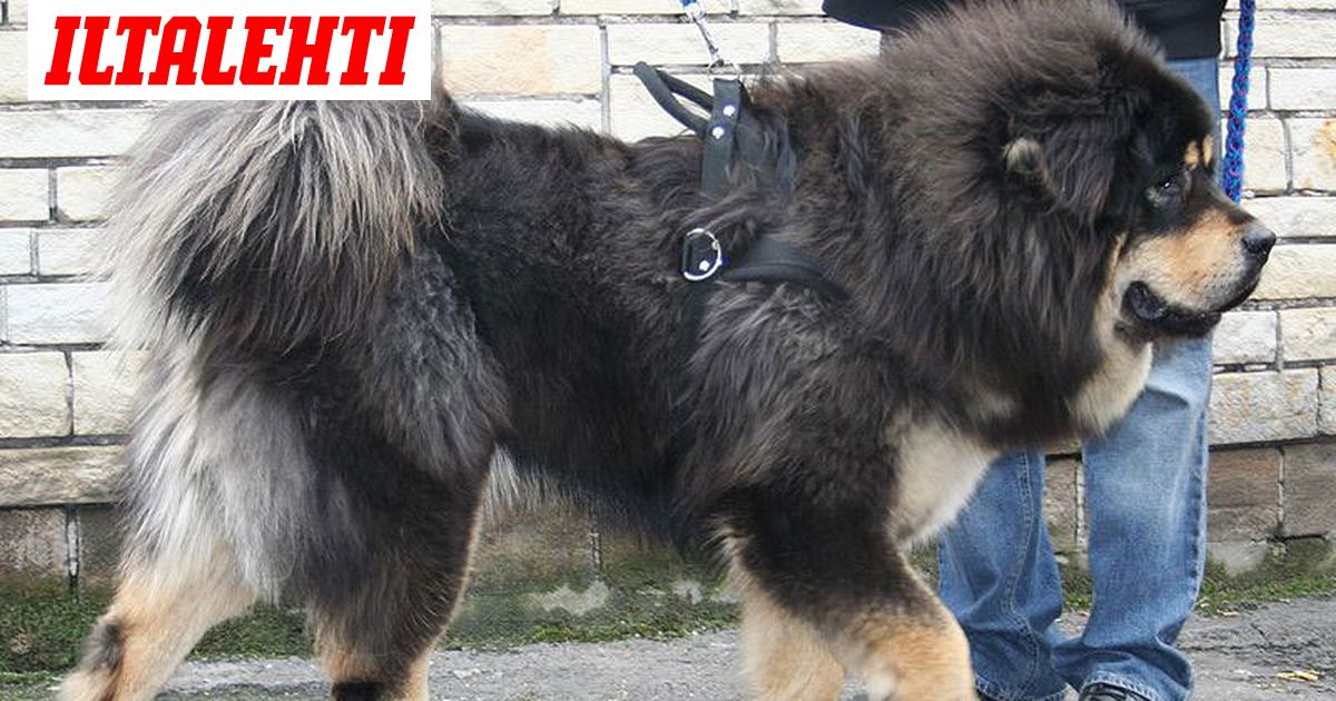 Tibetan mastiff hinta 2025