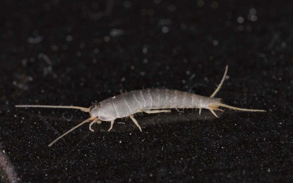 Siivousammattilainen näkee viikoittain sokeritoukkia – Erityisesti yksi asia kodissa saa ne liikkeelle