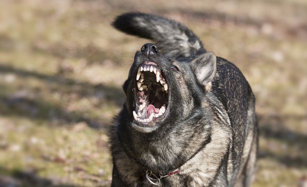 Syyttäjän mukaan hyökkäyksen tehnyt sekarotuinen koira olisi pitänyt varustaa ulkona kuonokopalla.