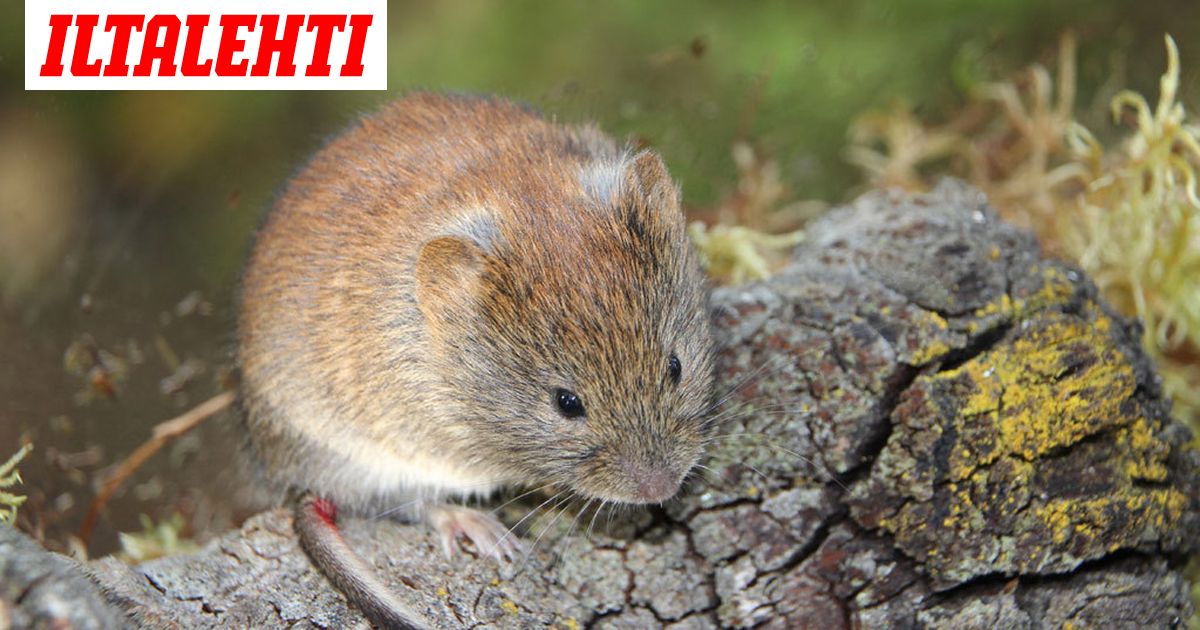 Erotatko Metsahiiren Metsamyyrasta Vain Toinen Levittaa Virusta