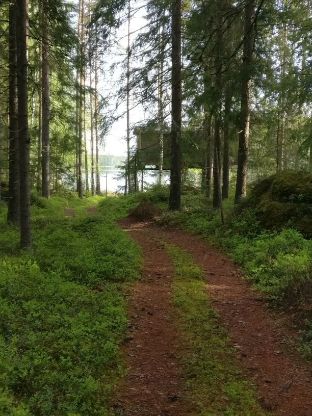 Puiden keskeltä pilkottava puumaja onkin kodikkaasti sisustettu hotellihuone.