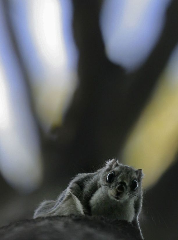 WWF:n mukaan testikuvauksissa liito-oravat ovat näyttäytyneet säännöllisesti.