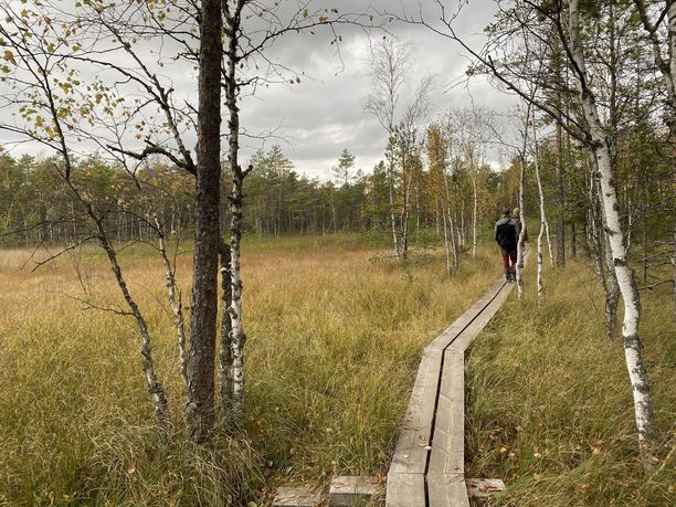Suon laidassa kasvillisuus on rehevämpää.