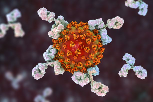 Tämä kuva havainnollistaa, miten vasta-aineet tarraavat koronavirukseen ja tekevät siitä toimintakyvyttömän. Vasta-aineita saadaan elimistöön joko korona sairastamalla tai rokotteen avulla.