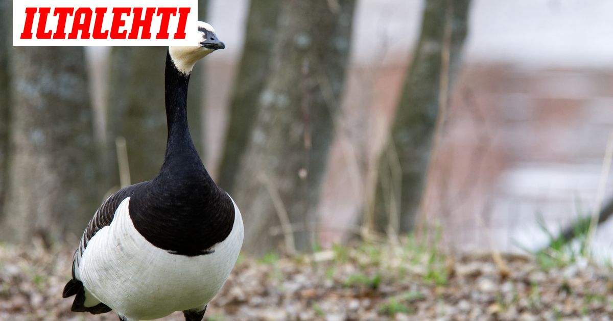 www.iltalehti.fi