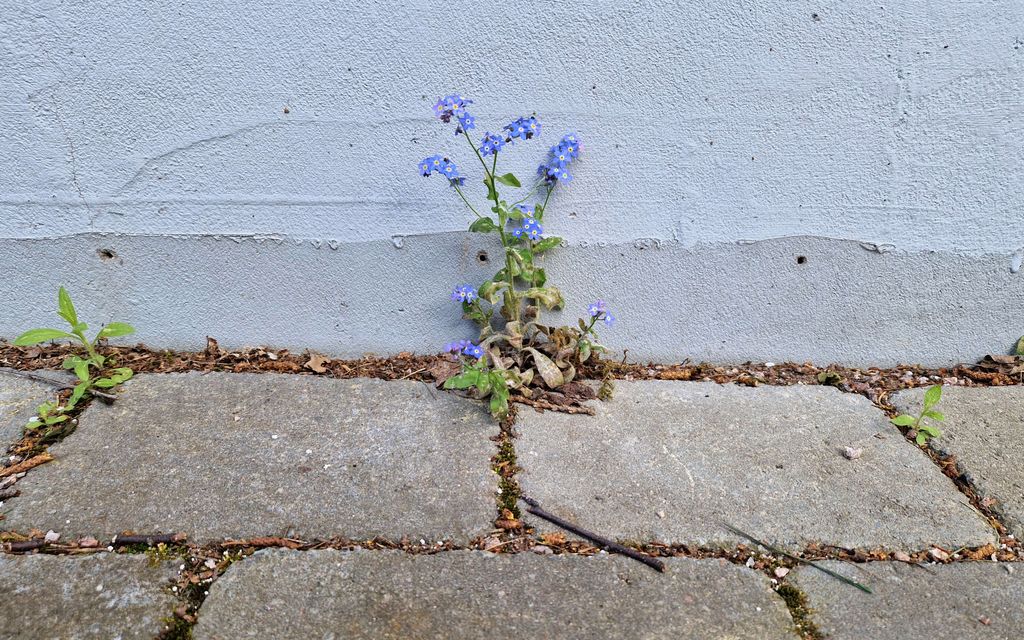 Mies tarjoutui tekemään pihalla hyvän työn – Sitten asukasta odotti kallis yllätys