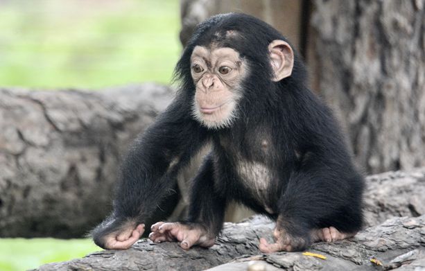 Chimpansin poikanen Pekingin däinentarhassa in China.