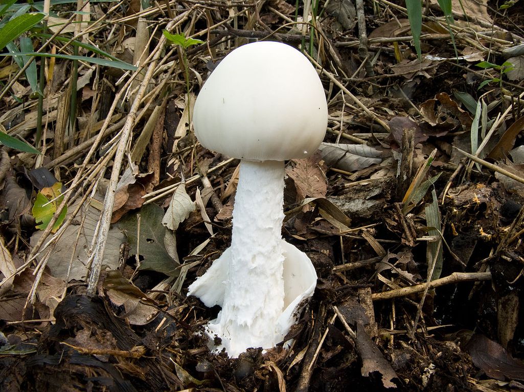 Näissä kaikissa sienissä esiintyy valkokärpässienen myrkkyä – 2 mm kokoinen muru kuivaa myrkkyä tappaa