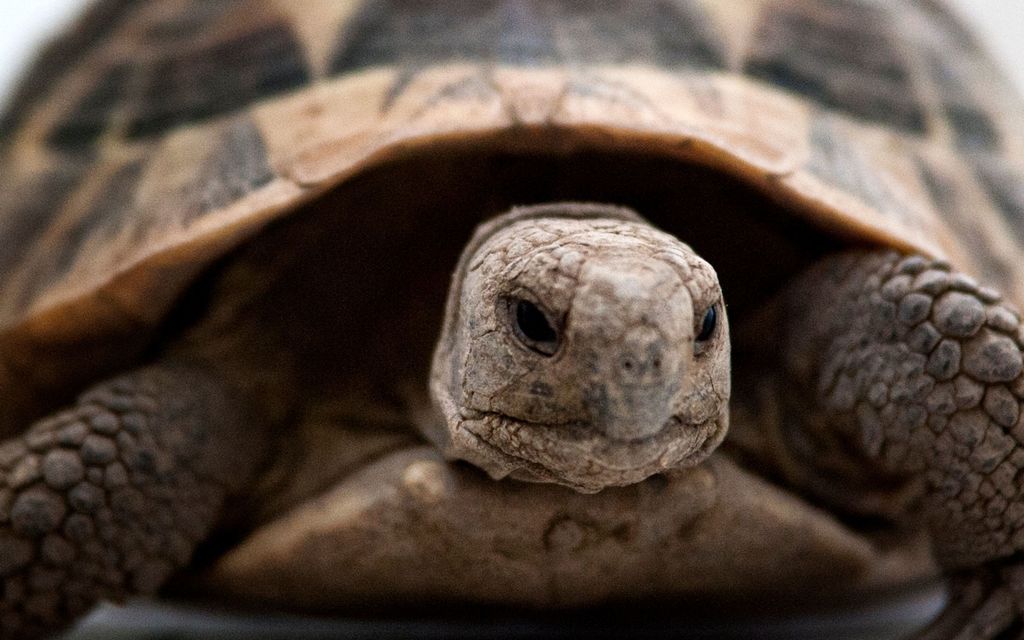 Eläinpuisto julkaisi somevideon, jossa kilpikonna ammuttiin haulikolla – 