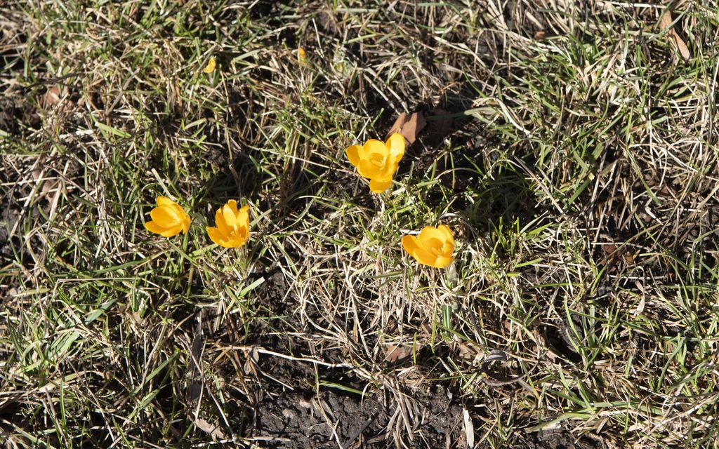 Lämpö on kuukauden etuajassa – Meteorologi: Näin poikkeuk­sellinen sää on