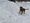 Pitbullterrieri Äijä sai kävellä aamulla erikoisen värisessä lumessa Mustasaaressa Pohjanmaalla.
