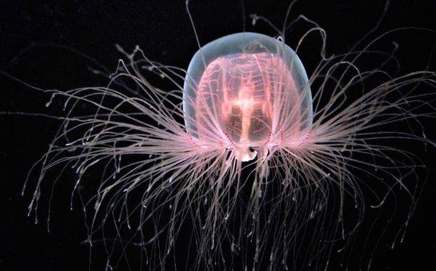 Biologisesti Turritopsis dohrnii -meduusa voi elää ikuisesti.