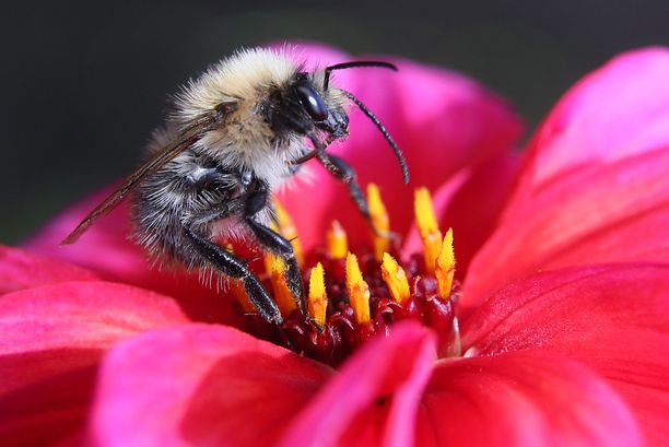 Mehiläiset ovat ekosysteemille elintärkeitä pölyttäjiä. Lisäksi niillä on yllättäviä matemaattisia taitoja.