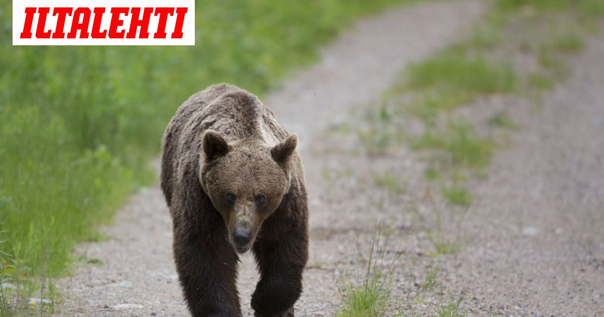 Poliisi paikantaa ja karkottaa karhuperheen Hämeenkyrön lähellä