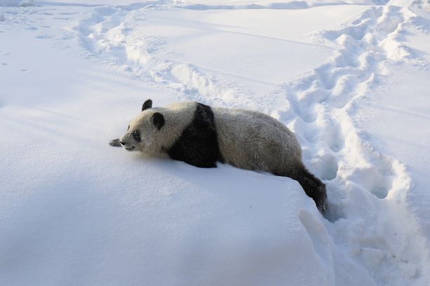 Lumi-panda kuvattuna Ähtärin eläinpuistossa talvella 2018.
