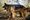 Tammisaarelaisen koira on pitkäkarvainen saksanpaimenkoira kuten on myös kuvan koira.