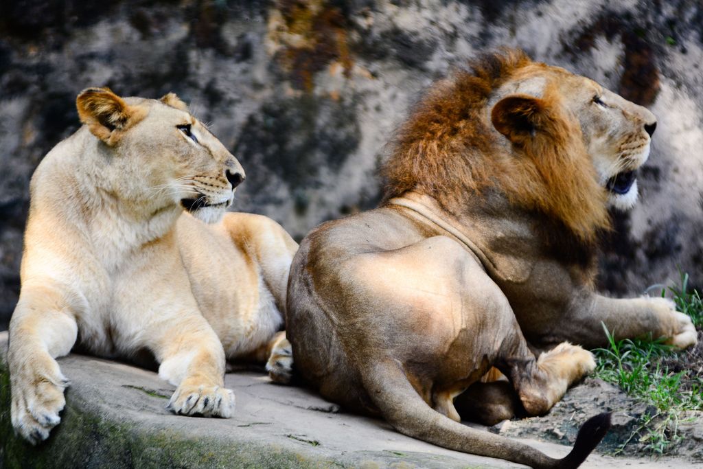 Kuva: Henri, 44, ampui leijonan Afrikassa – 
