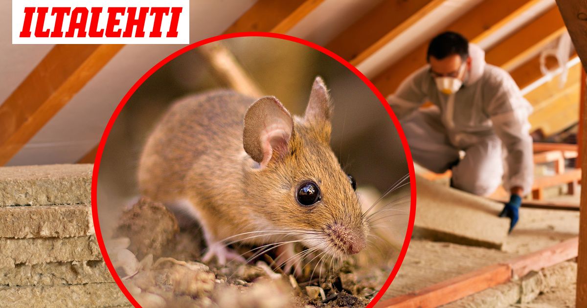 Metsahiiri Valtaa Talon Nama Tarinat Ovat Melkoisia