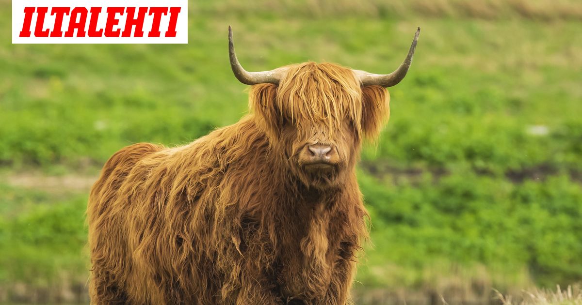 karjankasvattaja-pitk-n-el-intenpitokieltoon-pohjois-savossa
