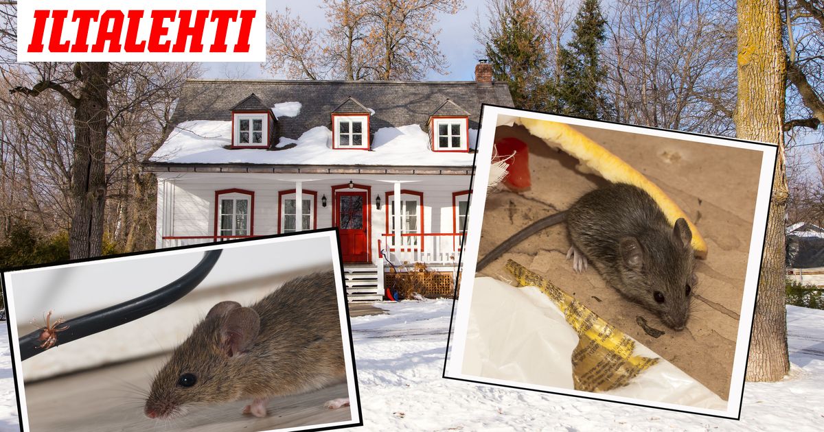 Hiiret Syksyisin Ovat Melkoinen Ongelma Suomalaiset Kertovat