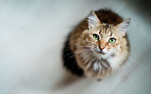 Eläinten­kouluttaja törmää järkyt­tyneisiin kissan­omistajiin – monelle kissan normaali käytös on yllätys