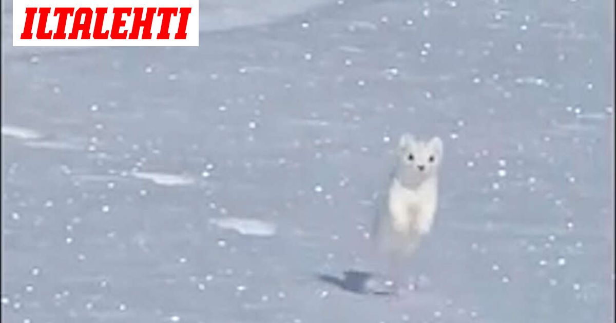 Valkoinen kärppä sekoitti somen – Videolla huimat 95 miljoonaa näyttökertaa