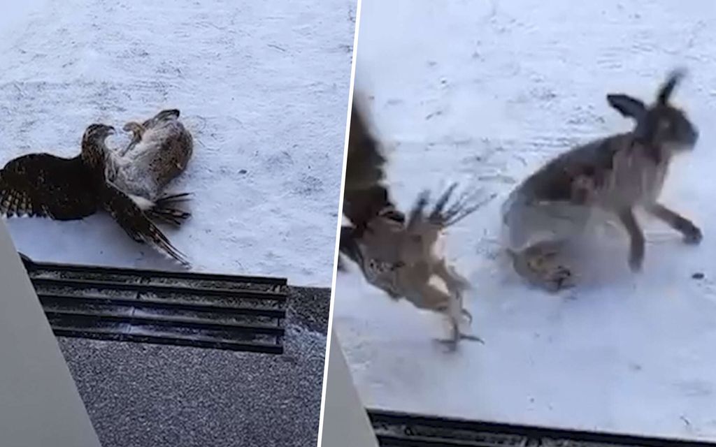 Emmi kuuli ulkoa outoa ääntä – Ovella odotti melkoinen näky