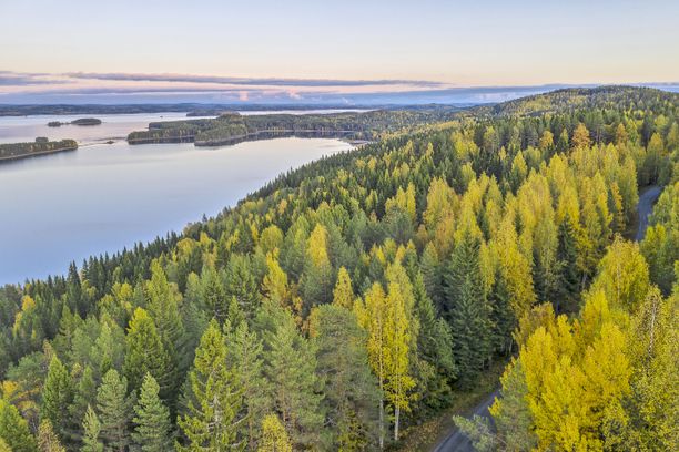 Ilmakuva Pielisen rannasta Kolin eteläpuolella.