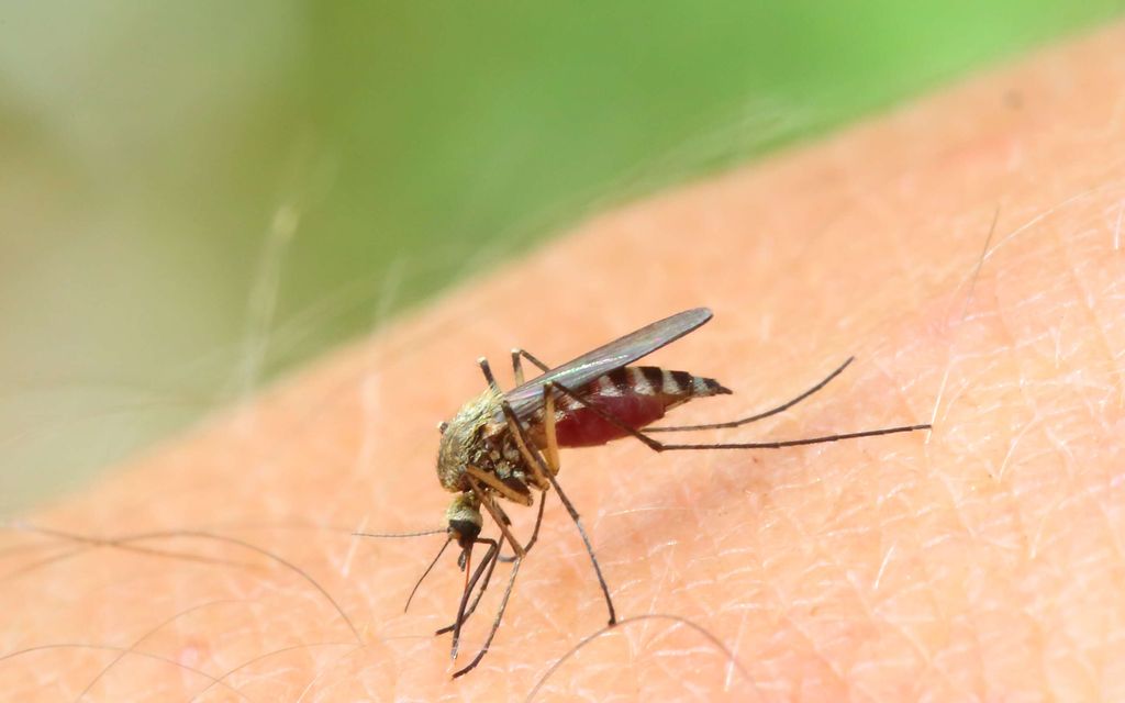 Varoitus Eurooppaan: Tappava virus leviää ennen­näkemättömällä tavalla