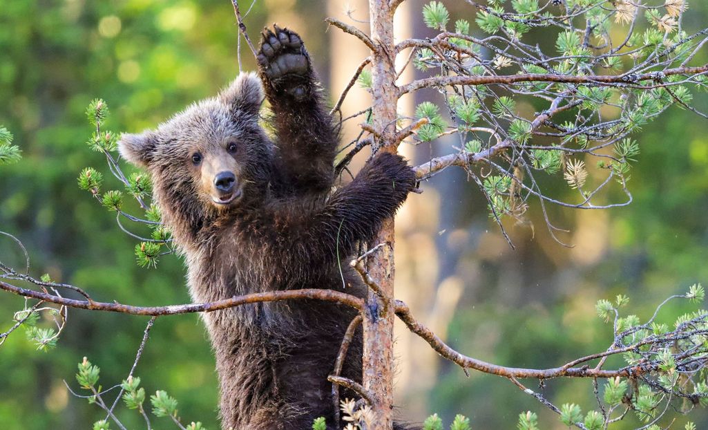 Karhunpentu huomasi valokuvaajan Kajaanissa - suloisessa kuvasarjassa näkyy vilkutus