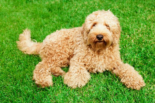 Australianlabradoodle hurmasi suomalaiset