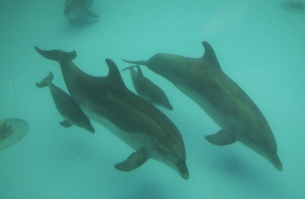 Nämä delfiinit elävät Odesan delfinaariossa Ukrainassa. Sodan aikana syntyneet poikaset saivat nimikseen ”Ukraina” ja ”Voitto”.