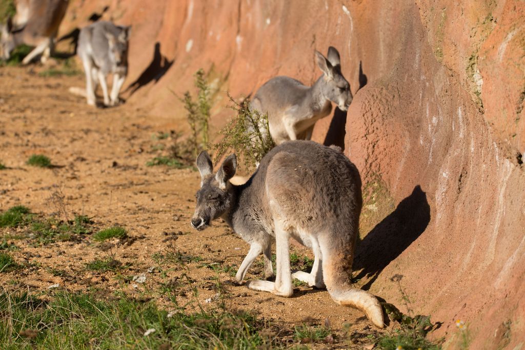 Alaikäisiä poikia epäillään 14 kengurun tappamisesta Australiassa