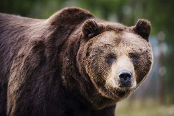 Karhun haaskaruokinta voi vähentää sen normaalisti ihmistä välttelevää käytöstä. Kuvituskuva.
