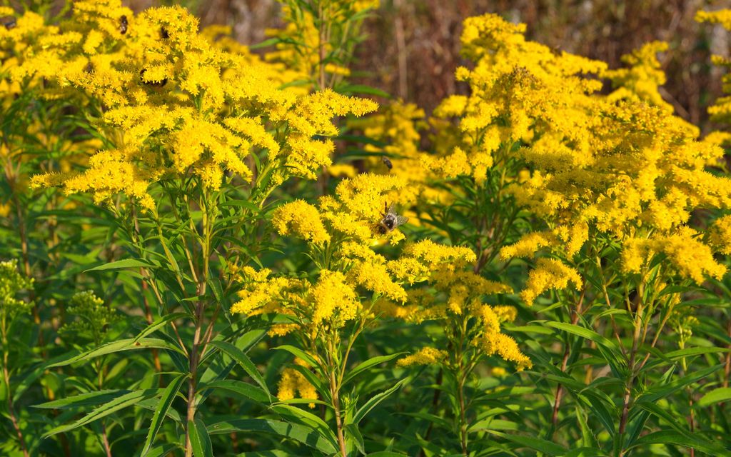 Nämä 6 uutta lajia uhkaavat Suomea