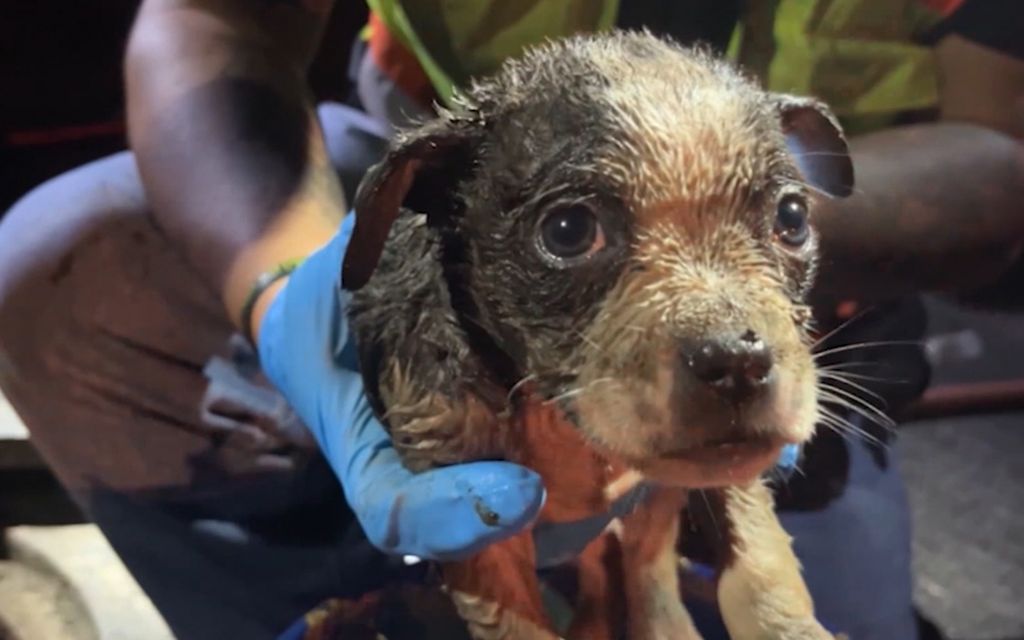 Pipa-koira jäi jumiin – Seurasi kahdeksan tunnin pelastus­operaatio USA:ssa 