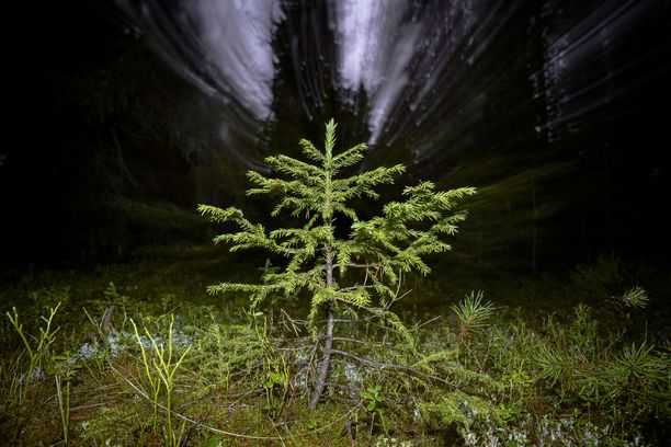 EVA:n kysely: Suomalaiset eivät luota EU:n metsäpolitiikkaan