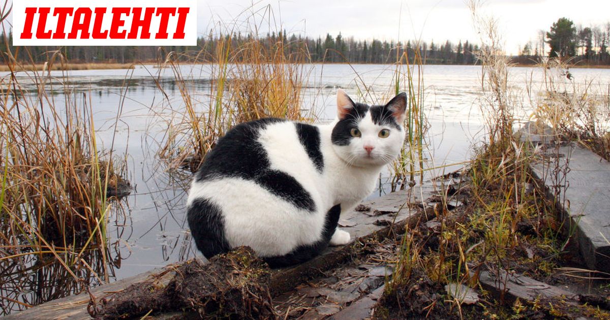 Posion kuuluisin kissa, joutsenella lentänyt Rasmus on kadonnut -  koirakaveri Rami tuli surulliseksi