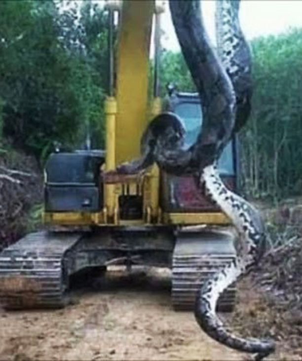 Rakennusmiehet löysivät 10-metrisen anakondan Brasiliassa