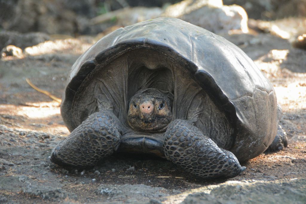 Sukupuuttoon kuolleeksi luultu kilpikonnalaji löytyi Galapagossaarilta - nähty viimeksi vuonna 1906