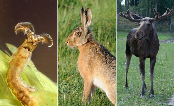 Oletko luontoguru? Testaa tietämyksesi Suomen luonnosta!