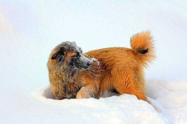 Kaukasiankoira on hyvin suuri ja voimakas laumanvartijarotuinen koira. Kuvassa venäläinen yksilö.