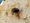 Kuvassa erittäin uhanalainen kärsämökuoriainen (Chrysolina analis).
