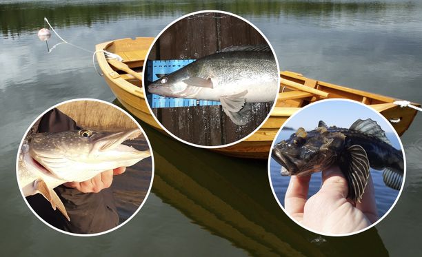Testi: Tunnetko Suomen kalat?